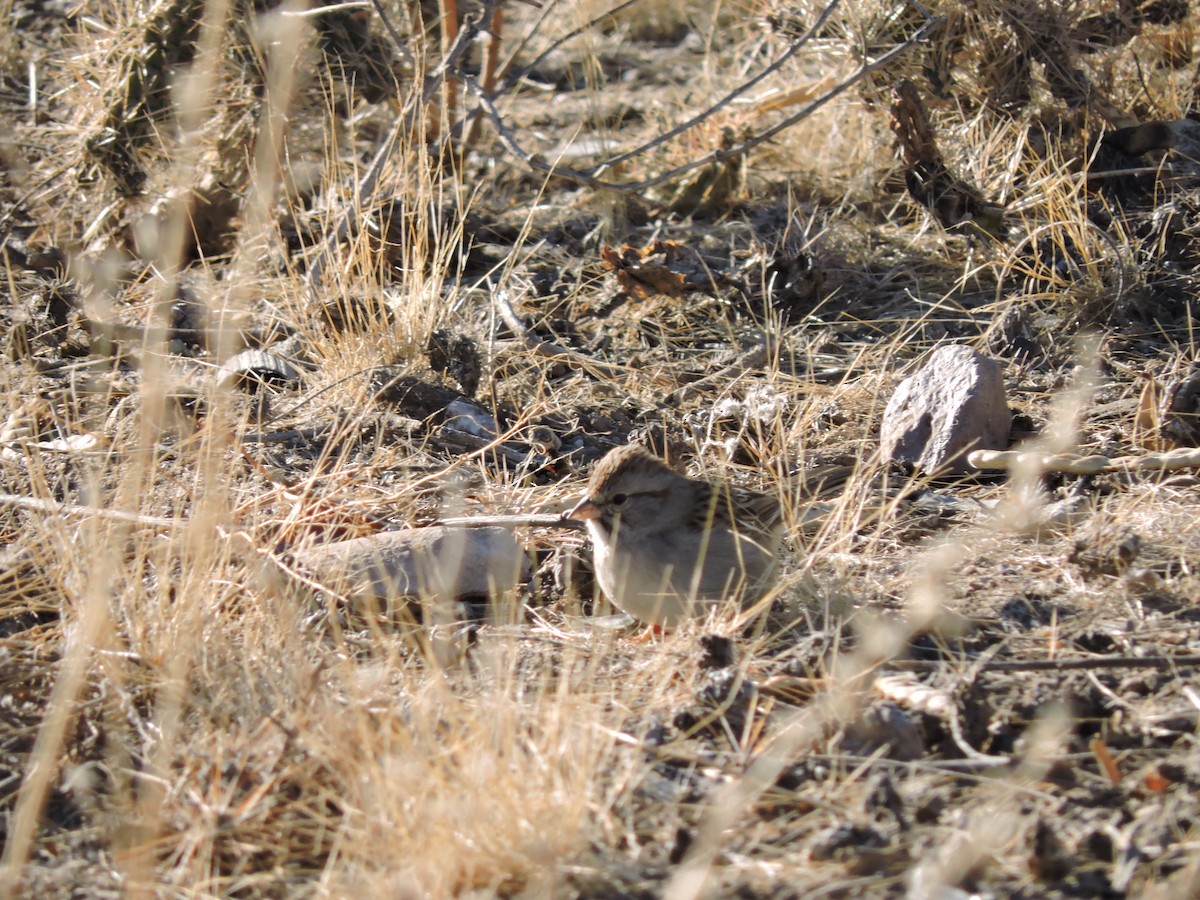 Rufous-winged Sparrow - ML288678391