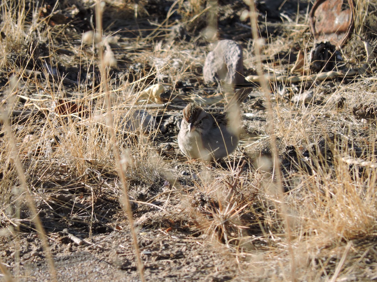 Rufous-winged Sparrow - Brett Wilmore