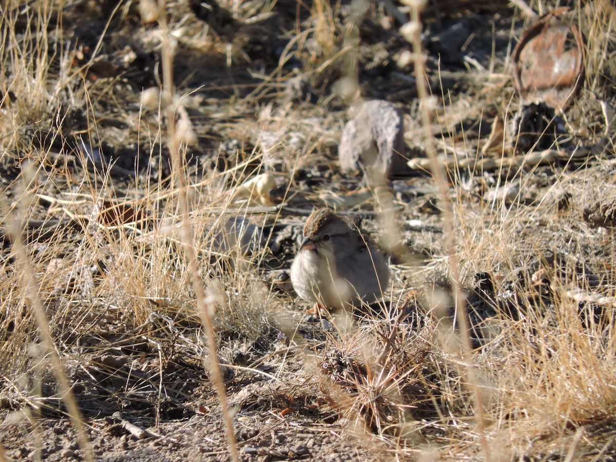 Rufous-winged Sparrow - ML288678411