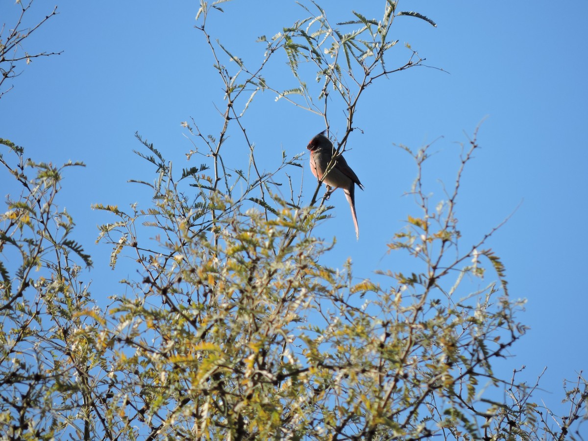 Pyrrhuloxia - ML288678461