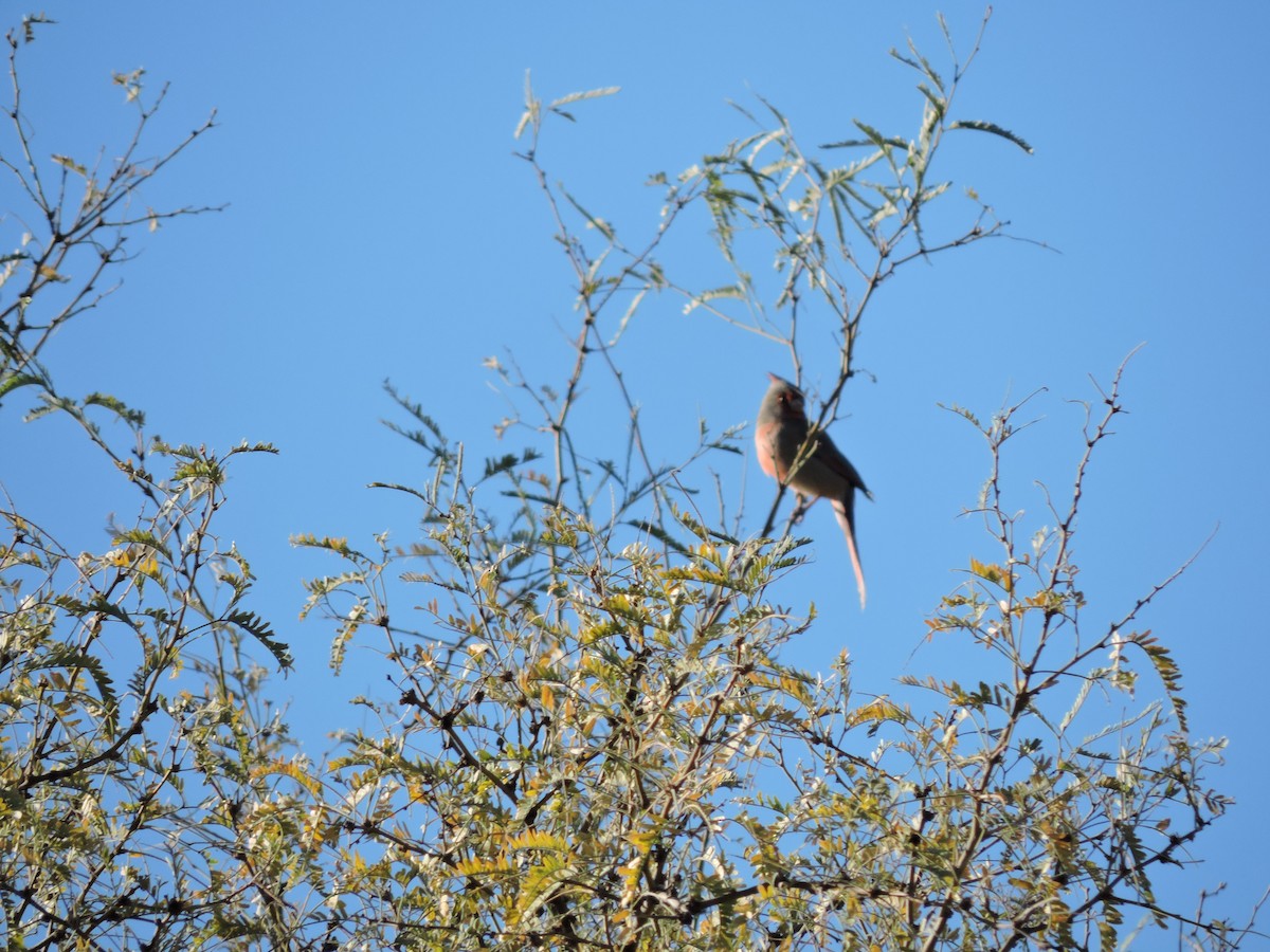 Pyrrhuloxia - ML288678471