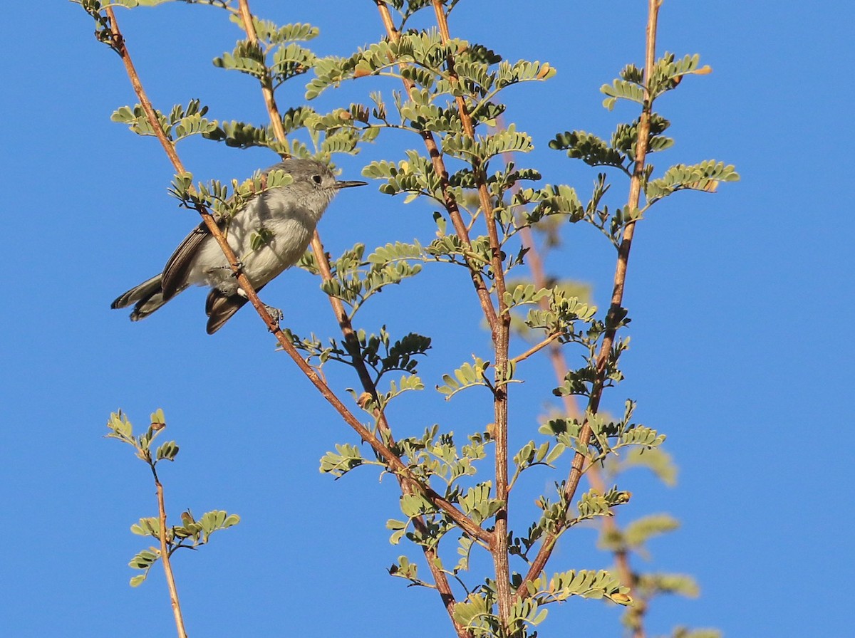 Black-capped Gnatcatcher - ML288678491