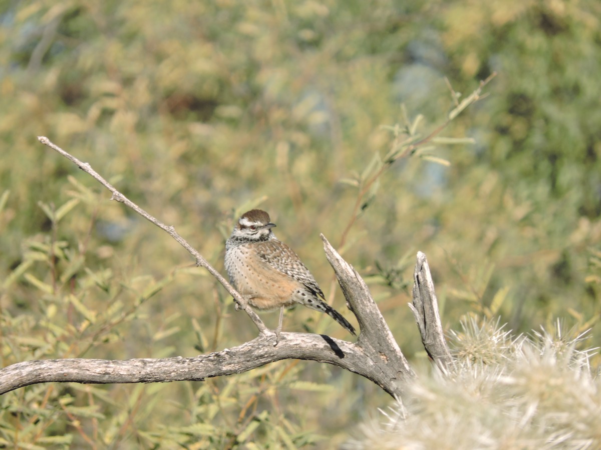 Cactus Wren - ML288678531