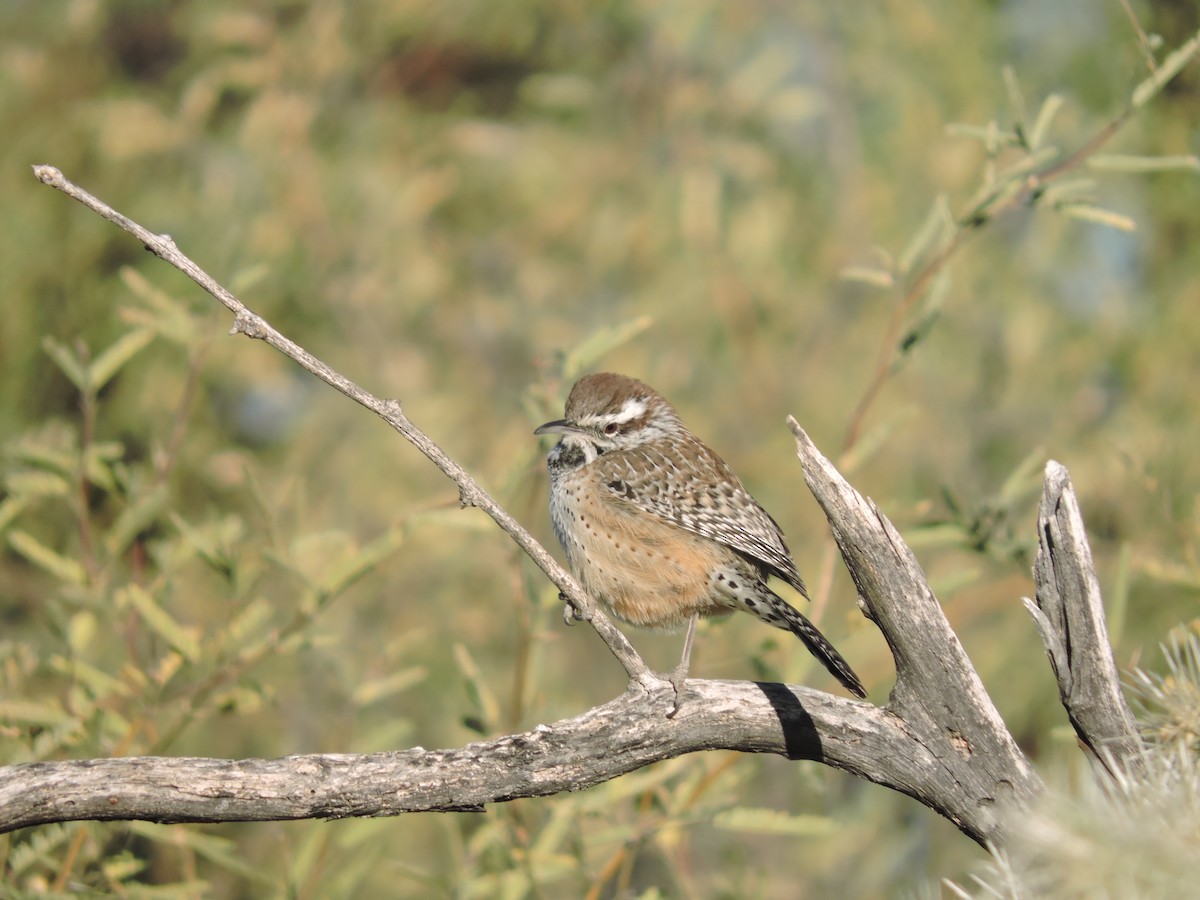 Cactus Wren - ML288678551