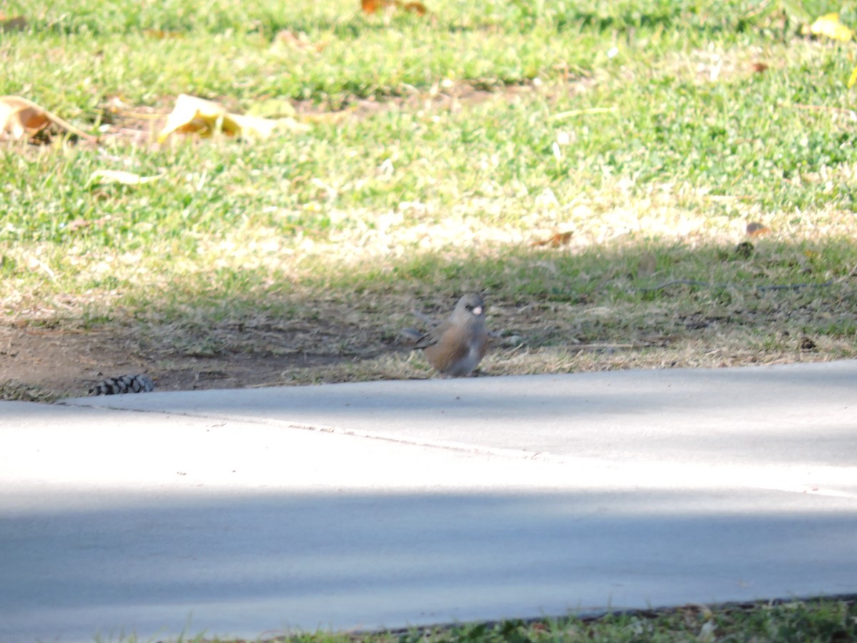 Dark-eyed Junco - ML288678601