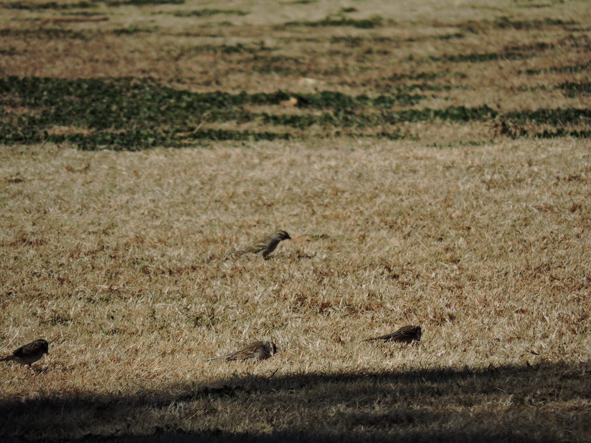 Chipping Sparrow - Brett Wilmore