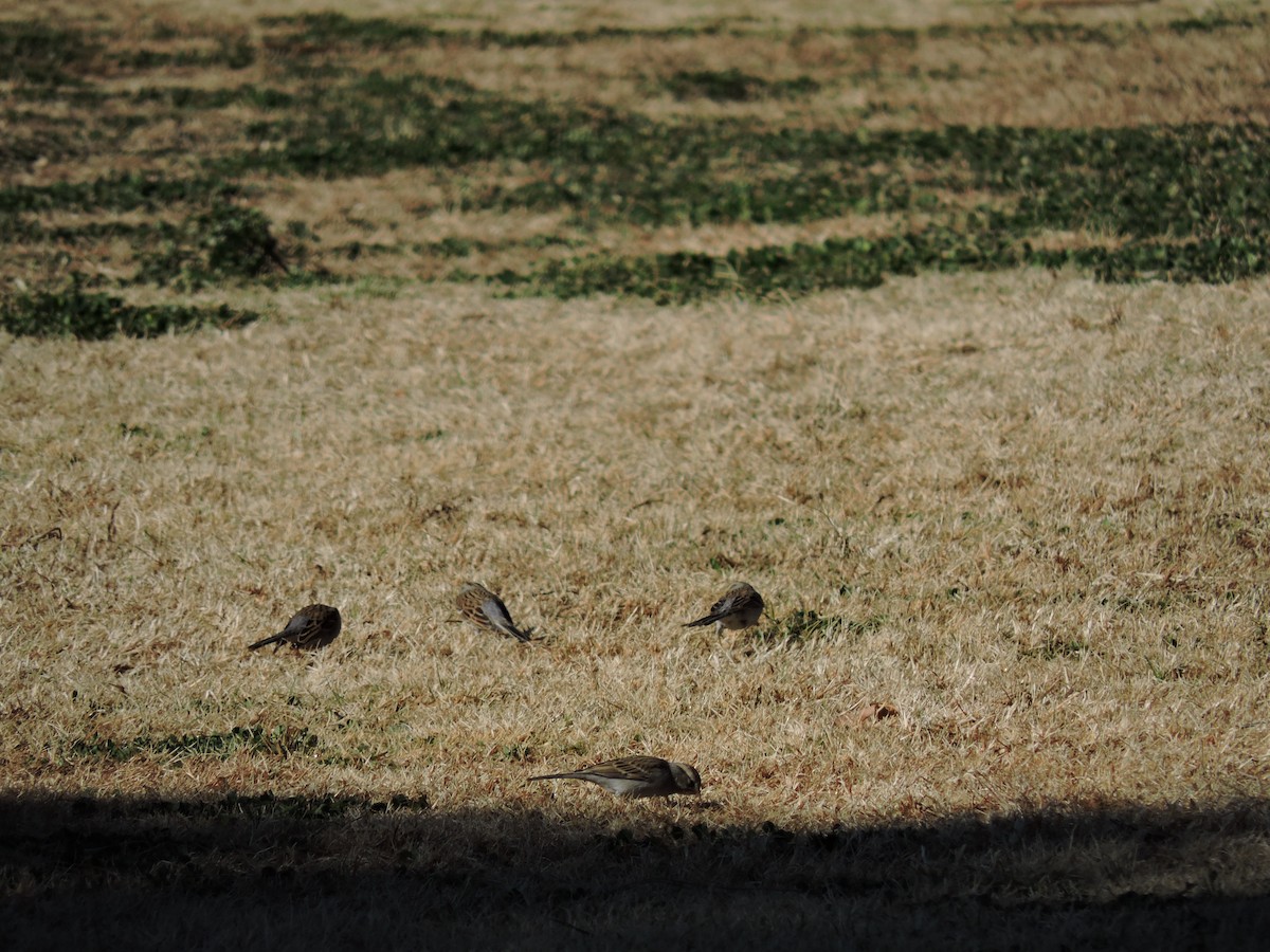 Chipping Sparrow - ML288678671