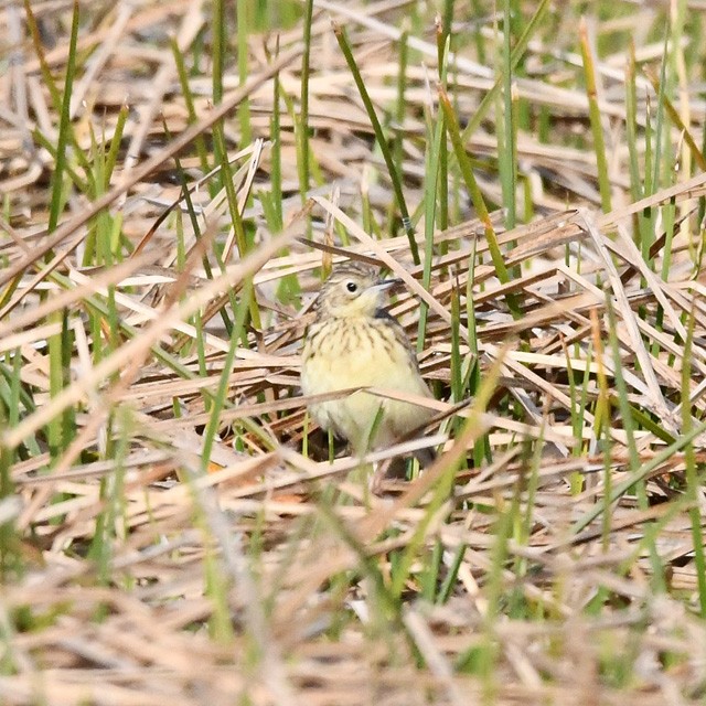 Hellmayr's Pipit - ML288678701