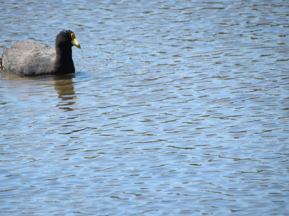 White-winged Coot - ML288680021