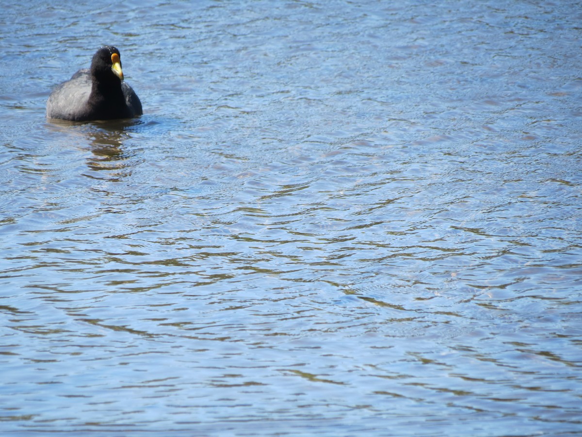 White-winged Coot - ML288680031