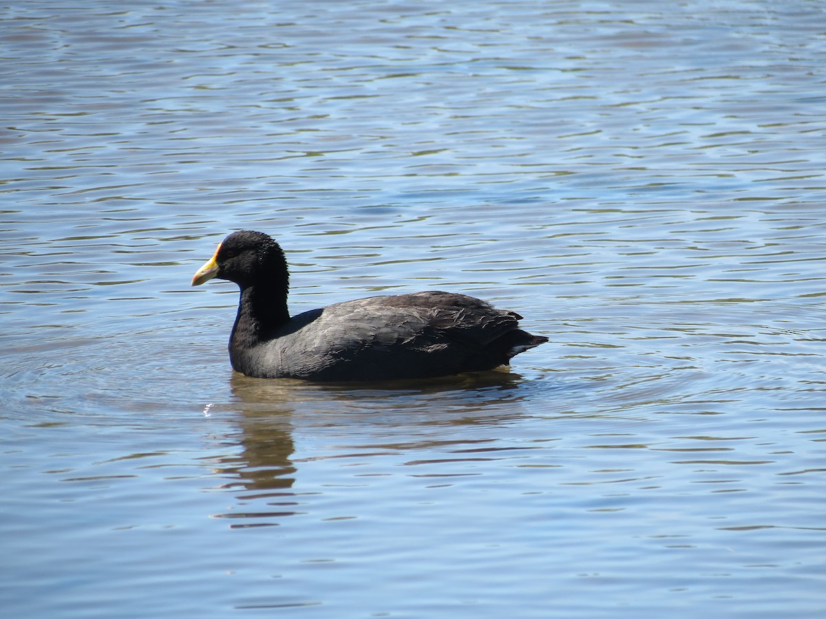 Weißflügel-Blässhuhn - ML288680041