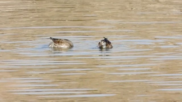 Green-winged Teal (Eurasian) - ML288681631