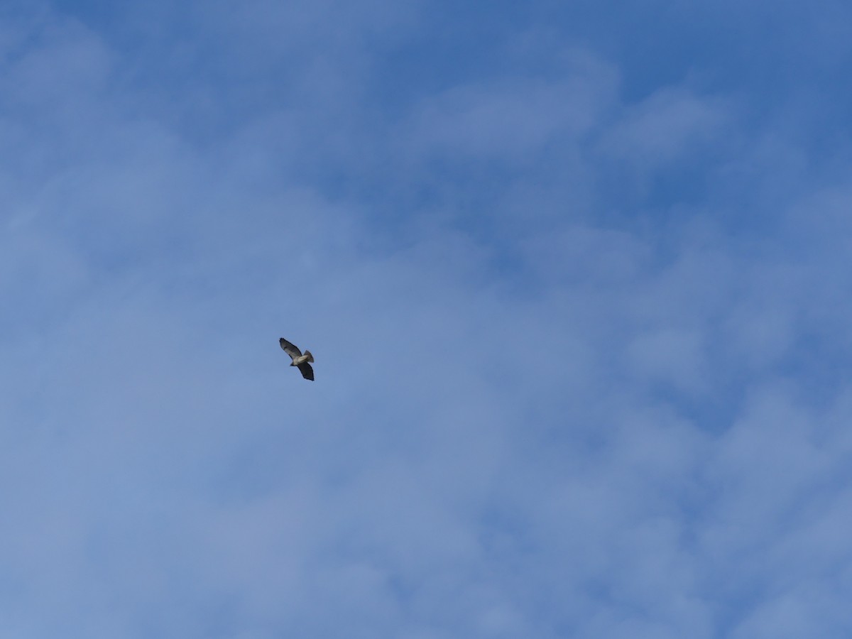 Red-tailed Hawk - ML288682451