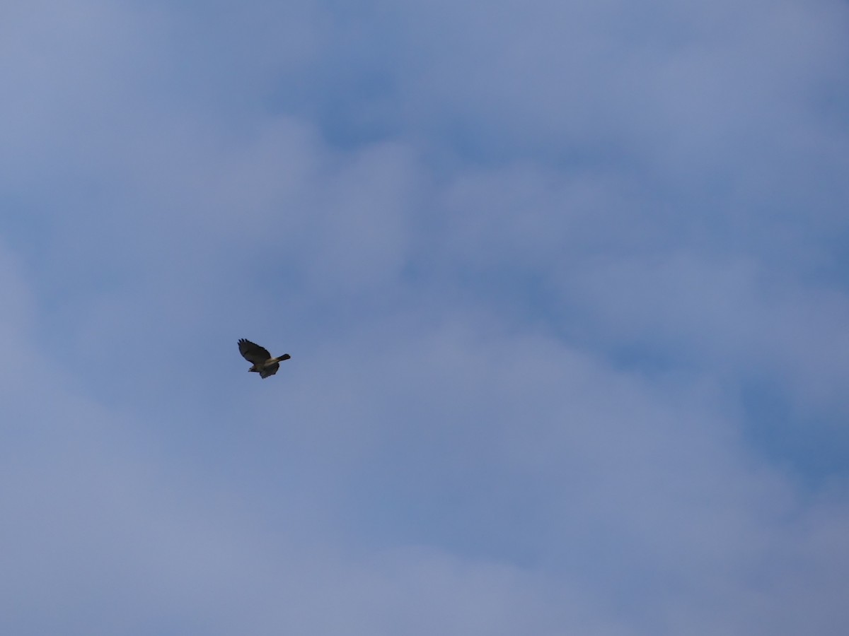 Red-tailed Hawk - ML288682461