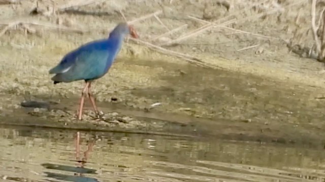 Gray-headed Swamphen - ML288682701