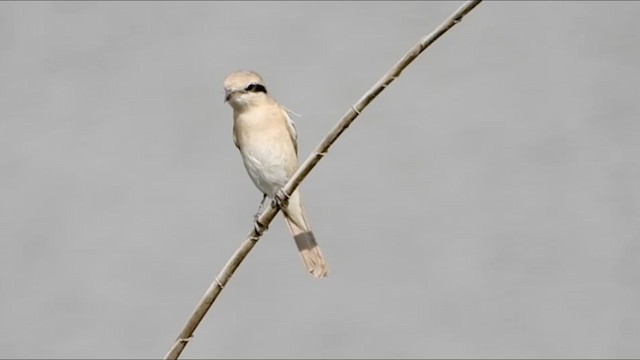 Isabelline Shrike - ML288682711