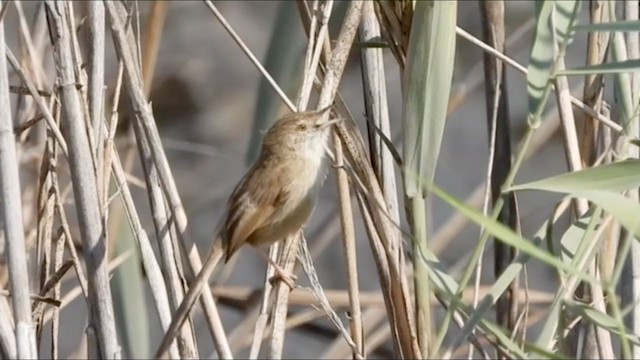 Delicate Prinia - ML288683411