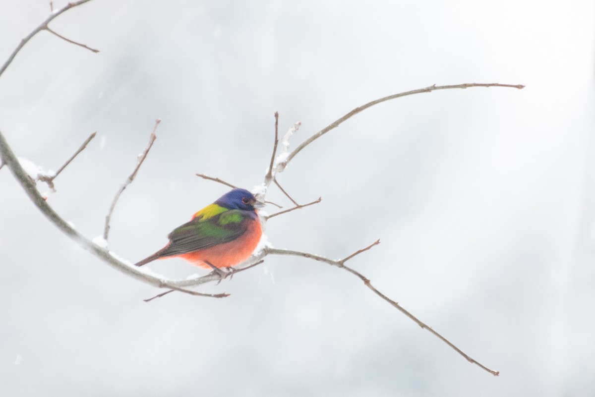Painted Bunting - ML288687231