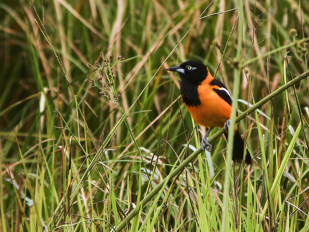 Venezuelan Troupial - ML288687451