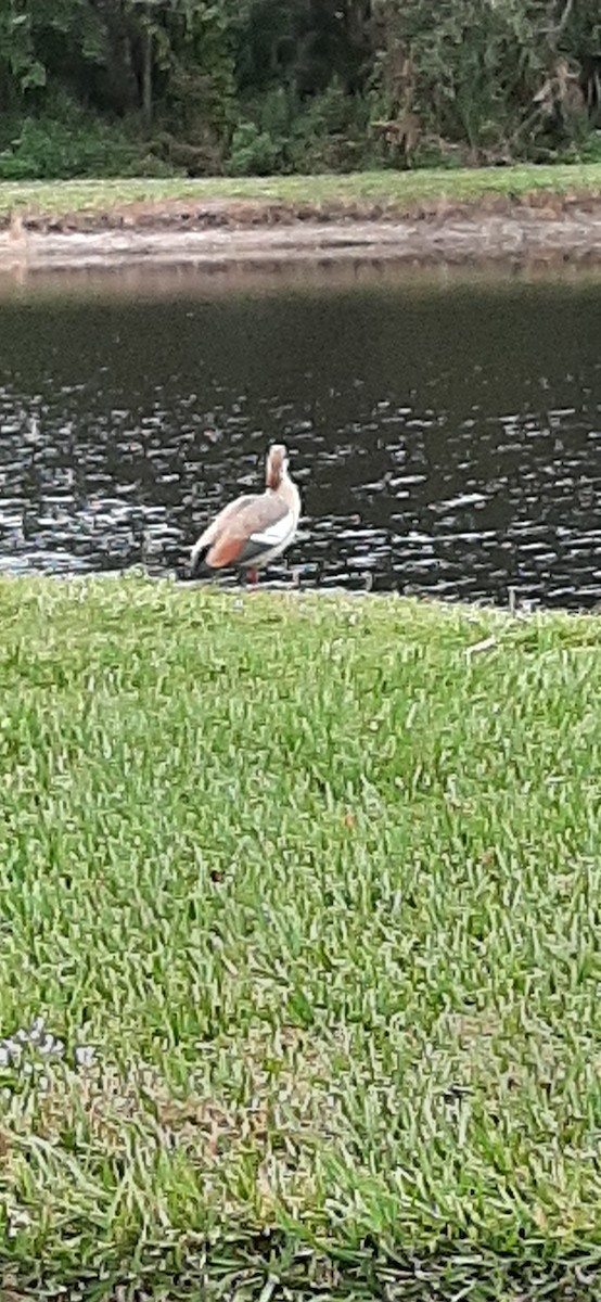 Egyptian Goose - ML288688451