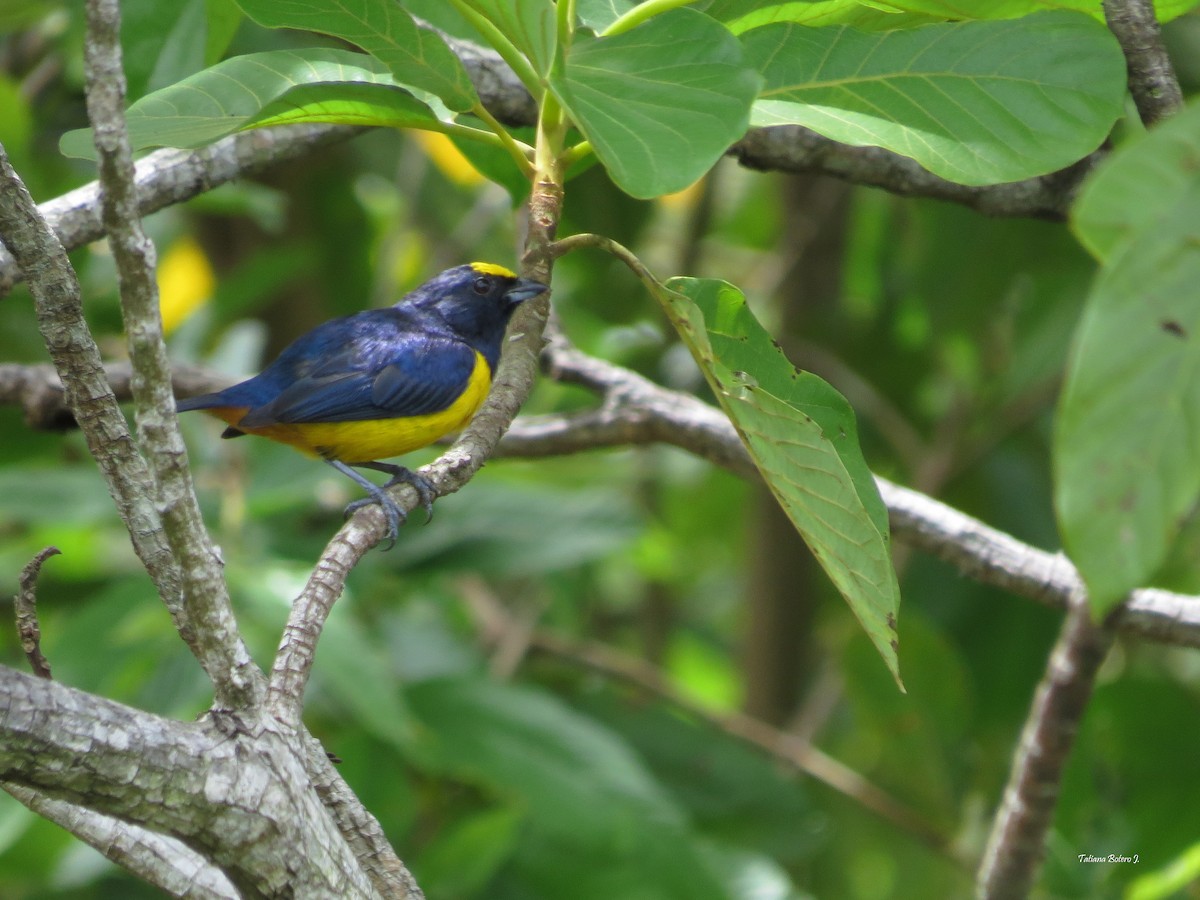 Fulvous-vented Euphonia - ML28868851