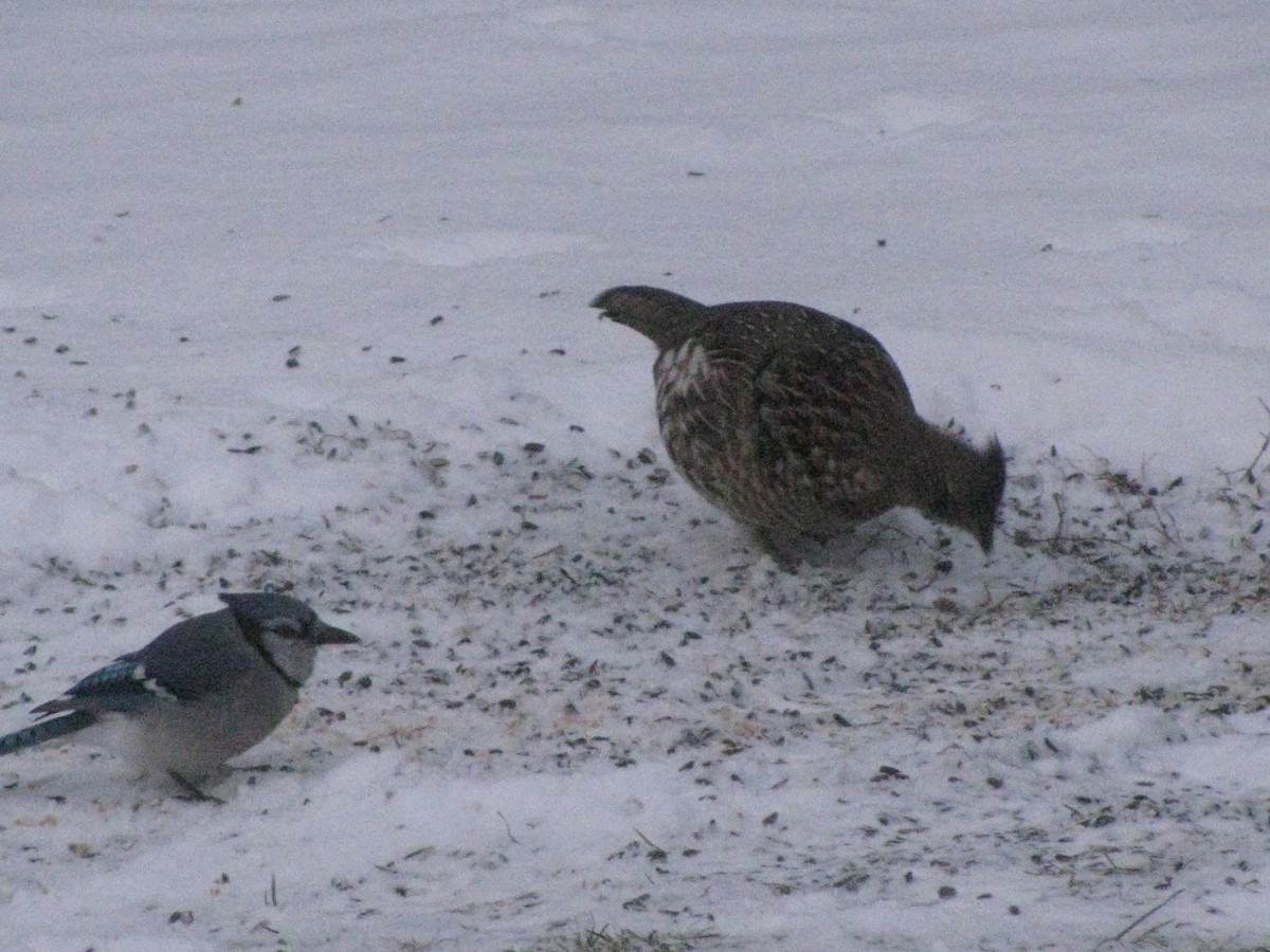 Ruffed Grouse - ML288688671