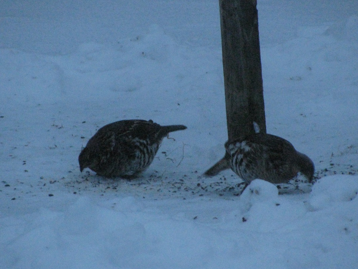 Ruffed Grouse - ML288688771