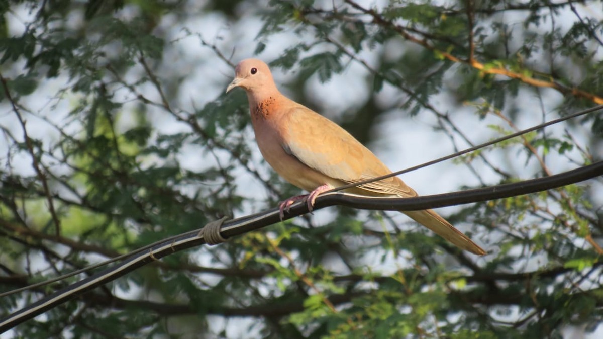 Laughing Dove - ML288690941