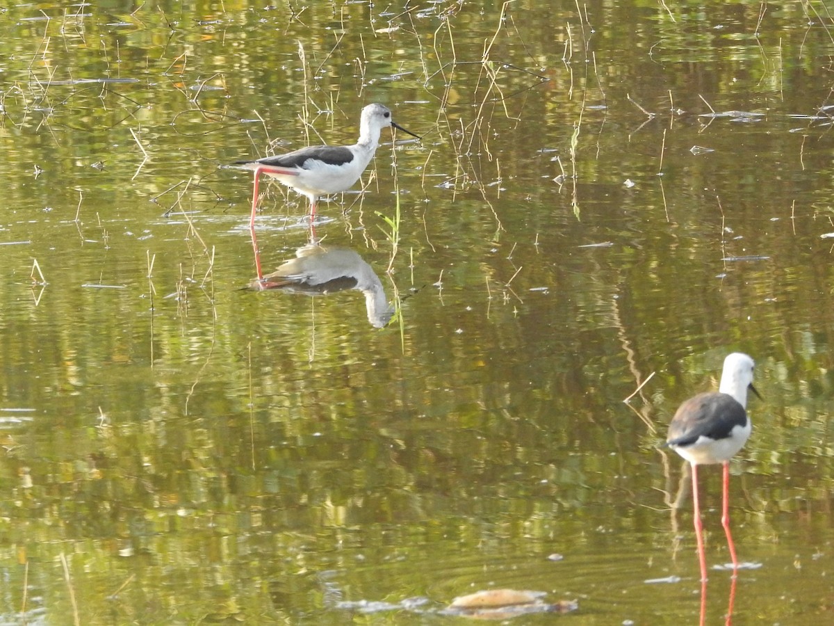 Black-winged Stilt - ML288691421