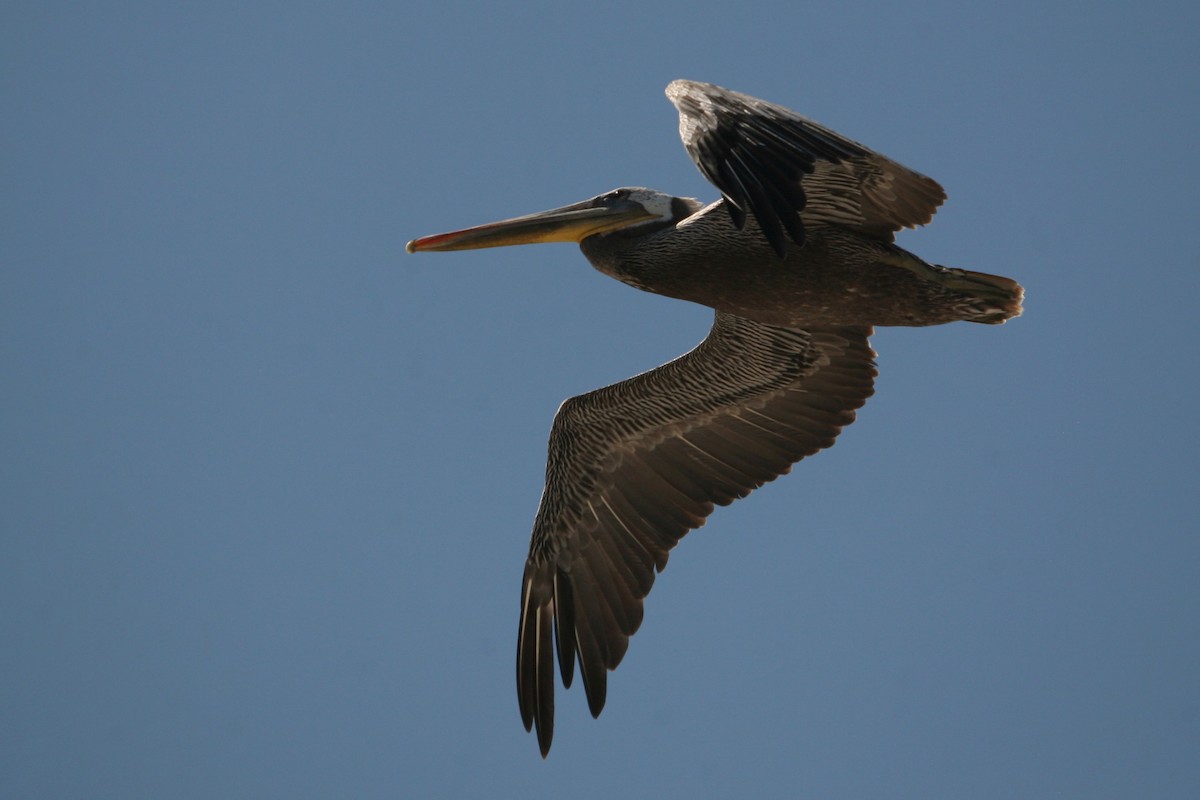 Brown Pelican - ML288692831