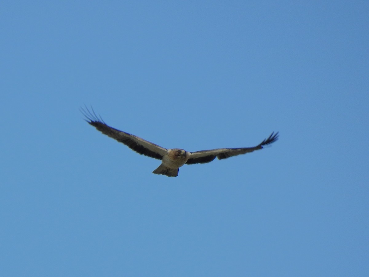 Booted Eagle - ML288693241