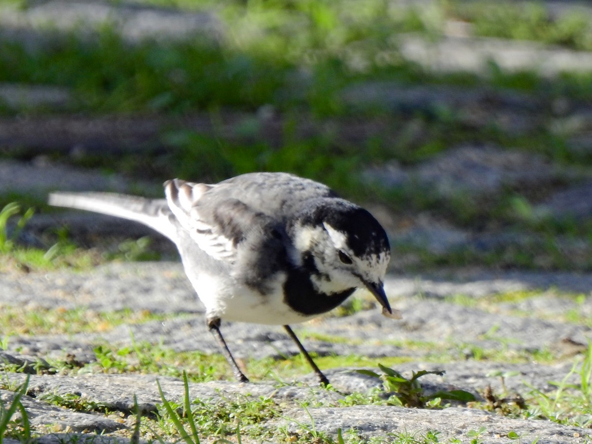 White Wagtail (British) - ML288693551