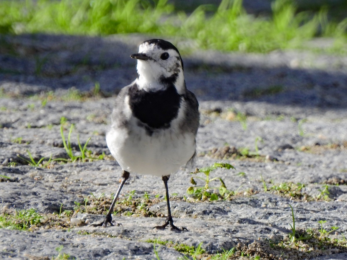 White Wagtail (British) - ML288693561