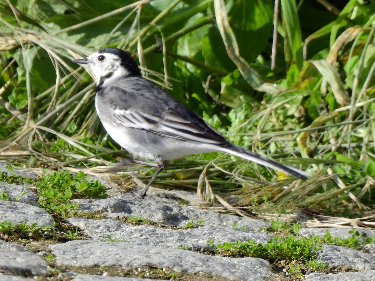 White Wagtail (British) - ML288693571