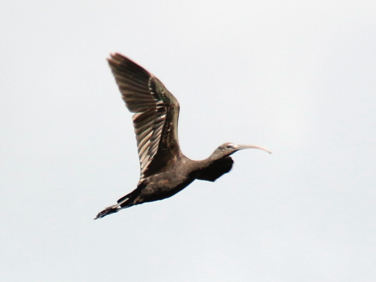 ibis hnědý - ML288694891
