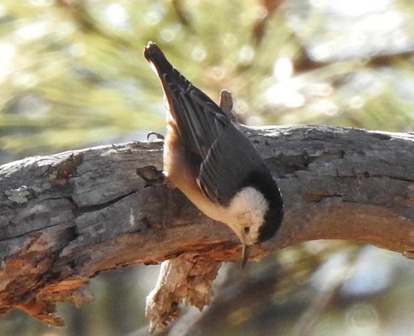 White-breasted Nuthatch - ML288696961