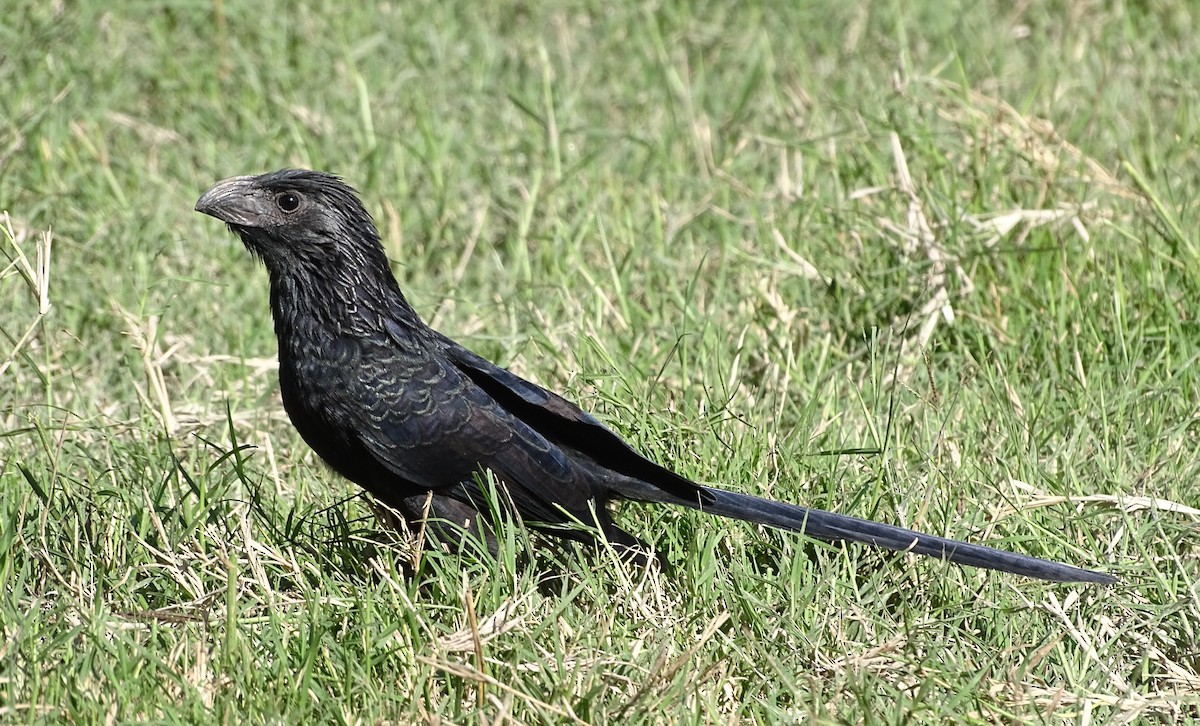 Groove-billed Ani - Charly Moreno Taucare