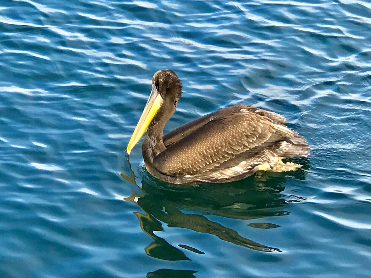 Peruvian Pelican - ML288698801