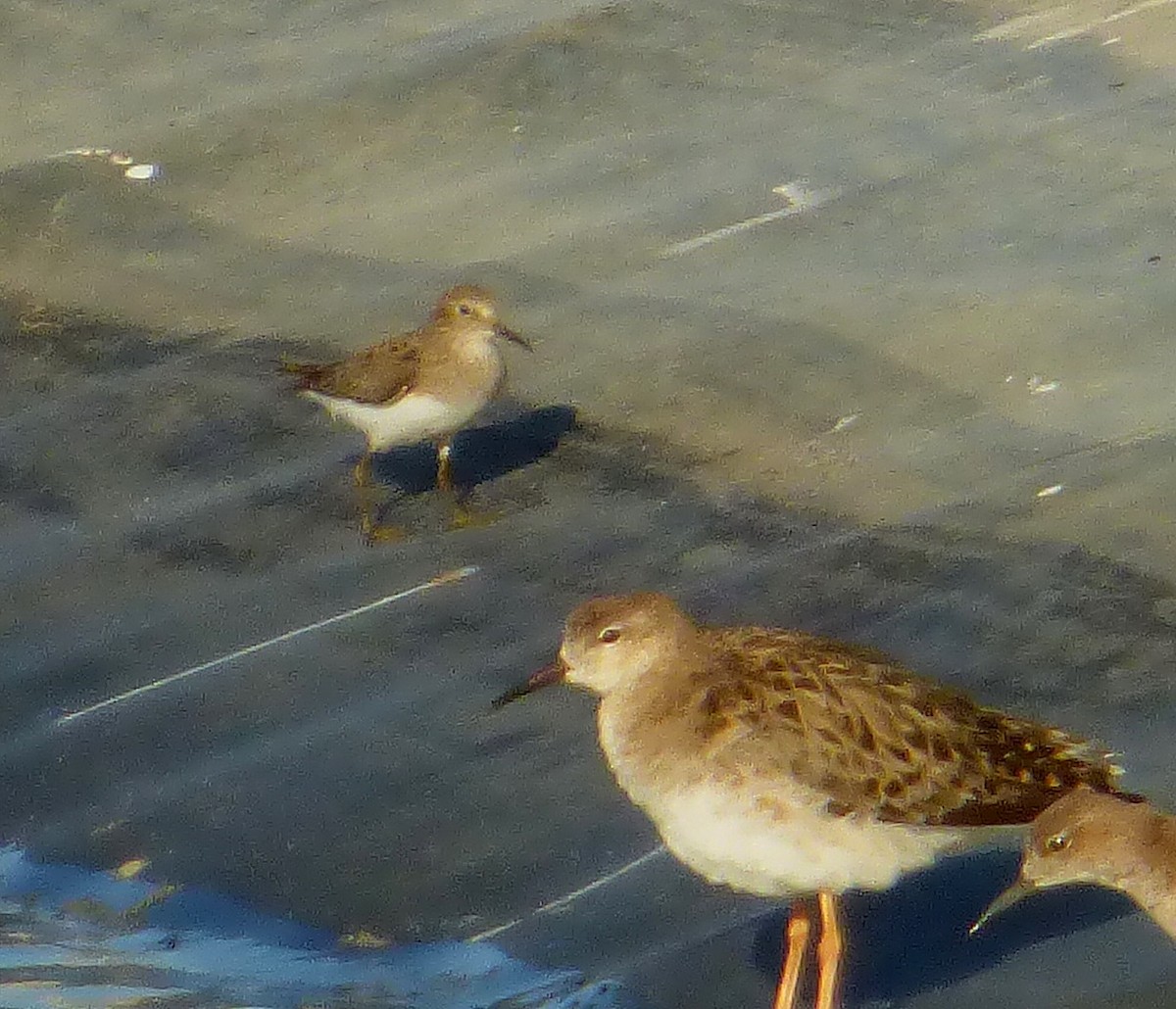 Temminck's Stint - Pedro Moreira