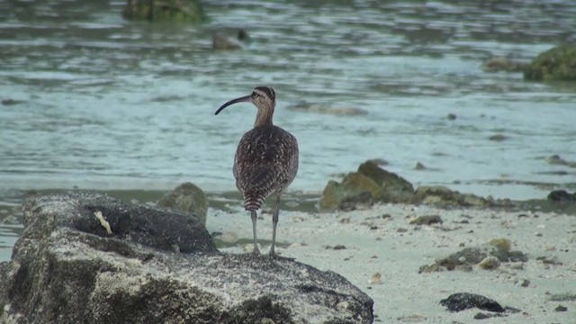 Whimbrel (Hudsonian) - ML288699821