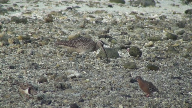 Whimbrel (Hudsonian) - ML288700491