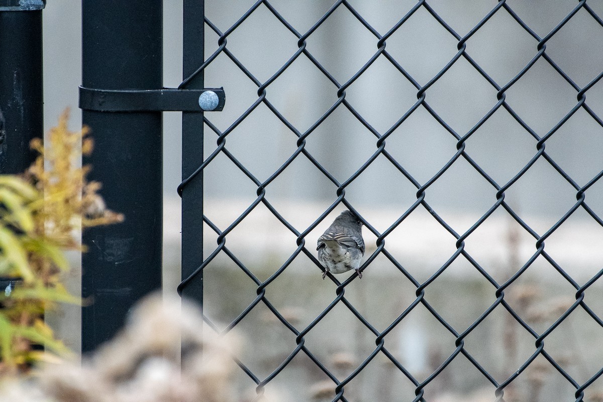 Dark-eyed Junco (Slate-colored) - ML288700831