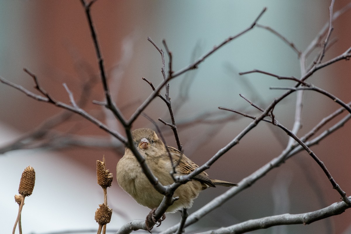 House Sparrow - ML288700881