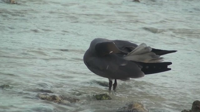 Gaviota Fuliginosa - ML288701671