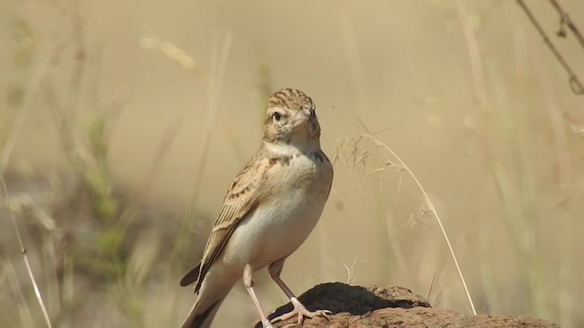 Mongolian Short-toed Lark - ML288702201