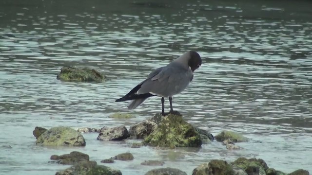 Gaviota Fuliginosa - ML288702501