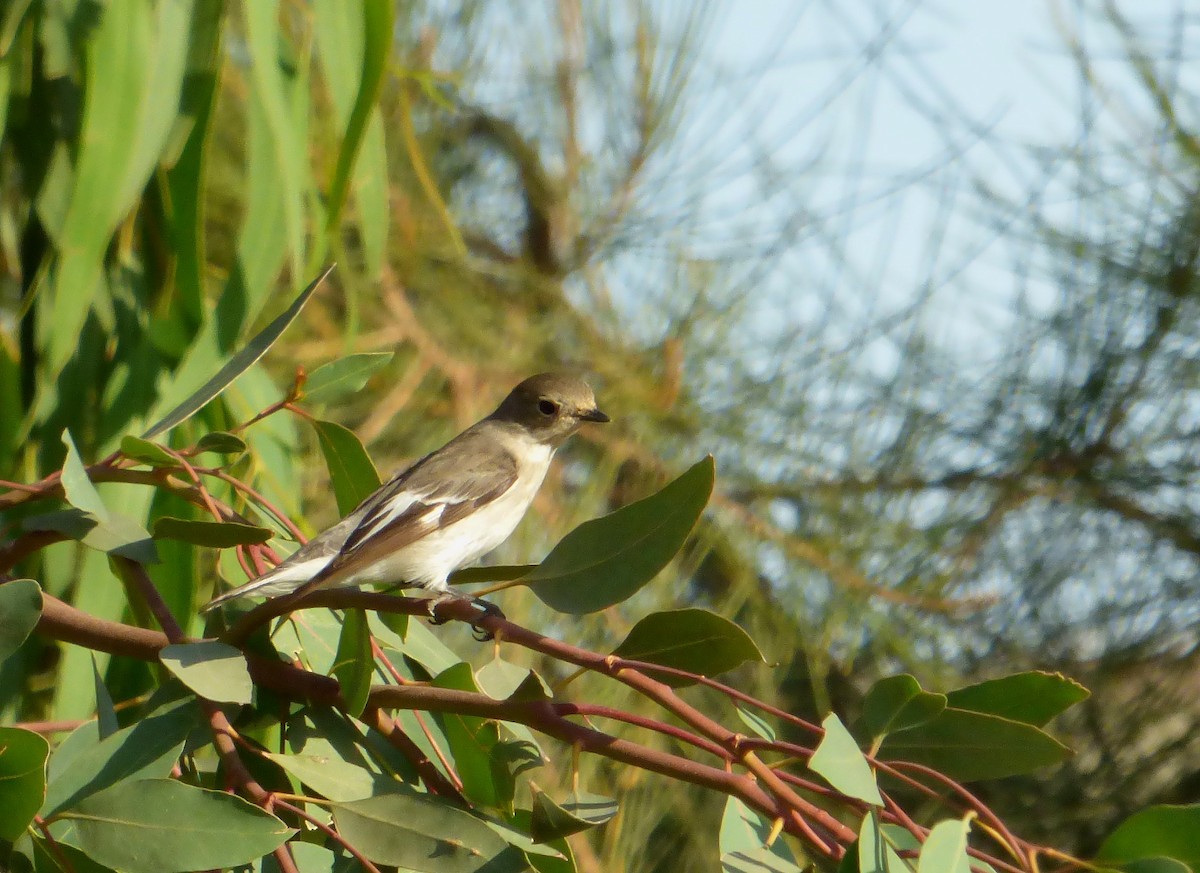 Collared Flycatcher - Pedro Moreira