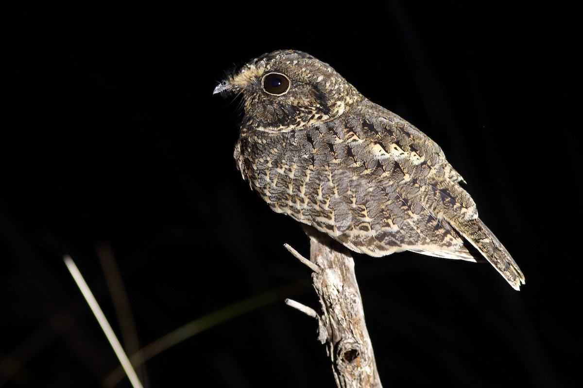 Sickle-winged Nightjar - ML288705681