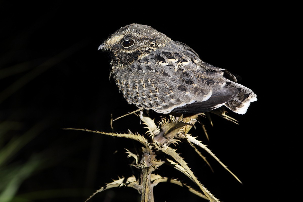 Sickle-winged Nightjar - ML288705781