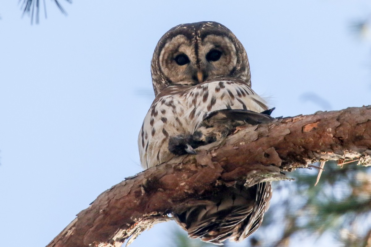Barred Owl - ML288706661